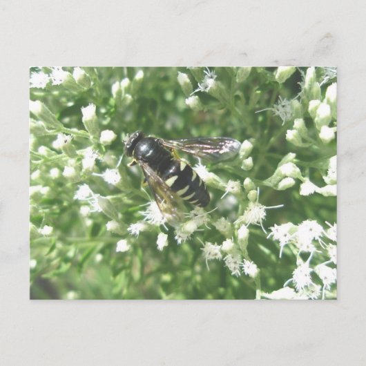 Postkarte des gestrichenen Hornets (Vorderseite)