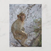 Postkarte des Gibraltar-Affen, anpassen