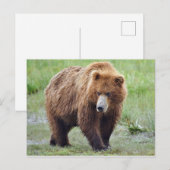 Postkarte des Grizzlybären (Vorne/Hinten)