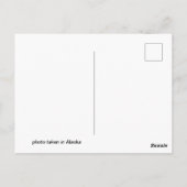 Postkarte des Grizzlybären (Rückseite)