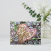 Postkarte des Herzblattes (Stehend Vorderseite)