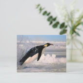 Postkarte des Kaisers für arktische und antarktisc (Stehend Vorderseite)