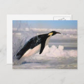 Postkarte des Kaisers für arktische und antarktisc (Vorne/Hinten)