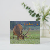Postkarte des kalifornischen Elchs (Stehend Vorderseite)