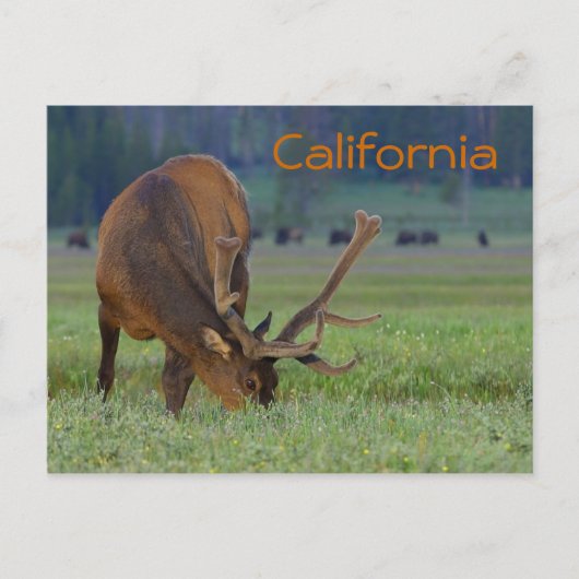 Postkarte des kalifornischen Elchs (Vorderseite)