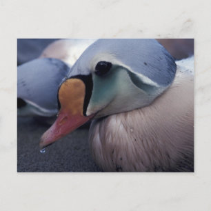 Postkarte des Königs