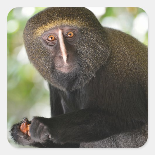 Postkarte des mit der Esel konfrontierten Affen Quadratischer Aufkleber (Vorderseite)