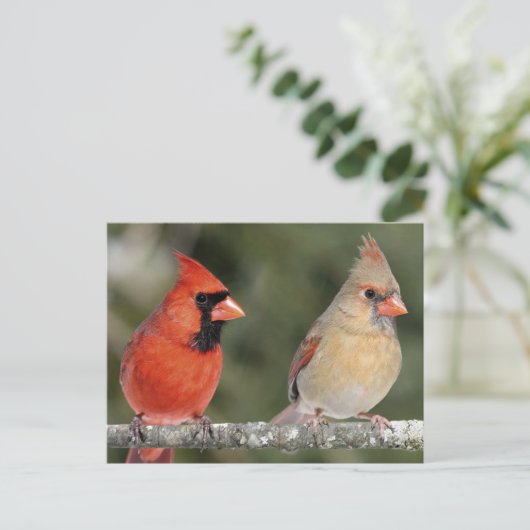 Postkarte des nördlichen Kardinals (Stehend Vorderseite)