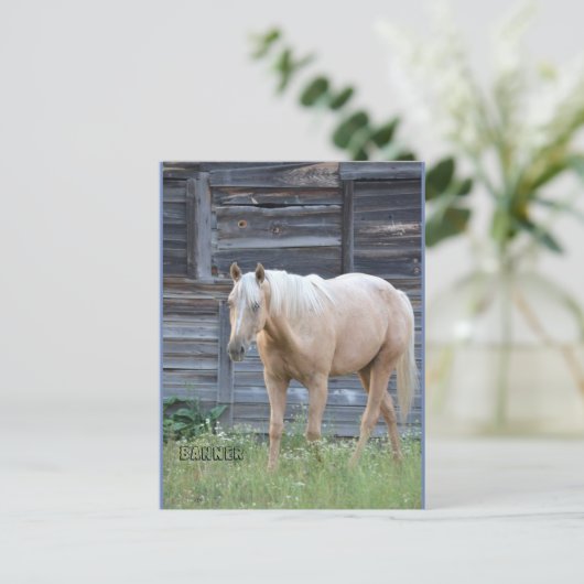 Postkarte des Palomino (Stehend Vorderseite)