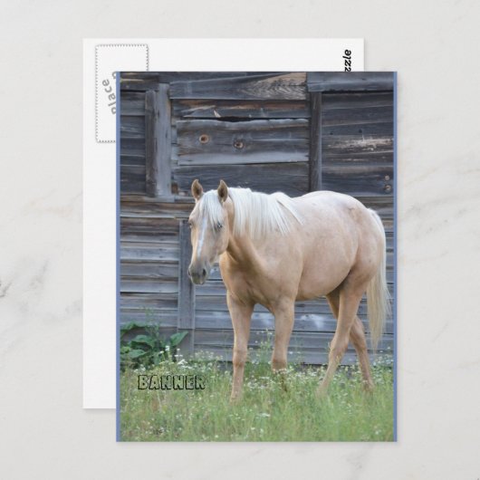Postkarte des Palomino (Vorne/Hinten)