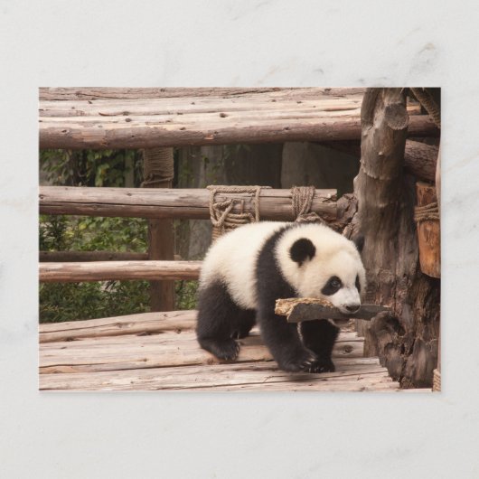Postkarte des Panda Bären (Vorderseite)