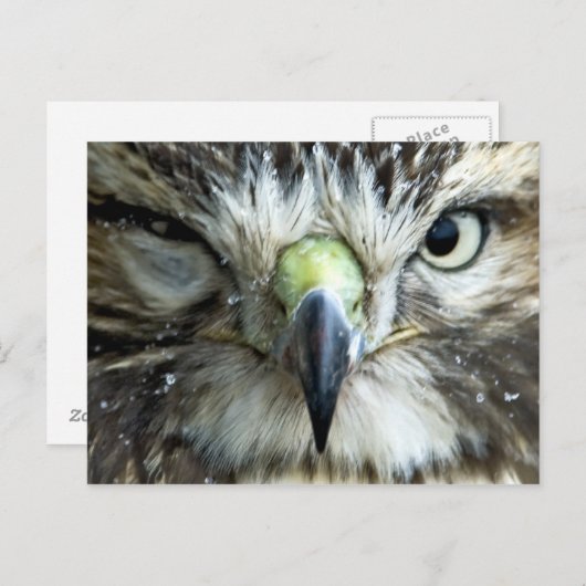 Postkarte des Raptors (Vorne/Hinten)