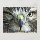 Postkarte des Raptors (Vorderseite)