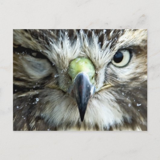 Postkarte des Raptors (Vorderseite)