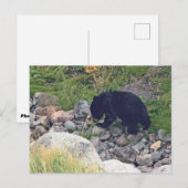 Postkarte des schwarzen Bärenkuchens (Vorne/Hinten)