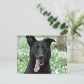 Postkarte des Schwarzen Hirten (Stehend Vorderseite)