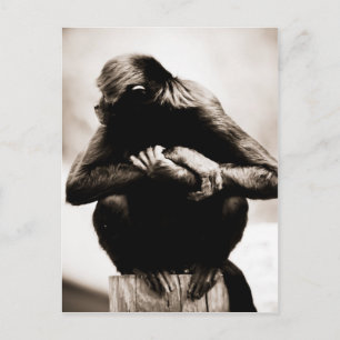 Postkarte des Spinnenaffels