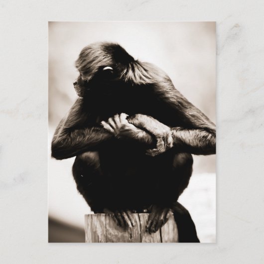 Postkarte des Spinnenaffels (Vorderseite)