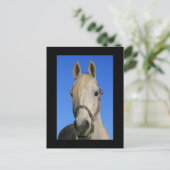 Postkarte des weißen Pferdes (Stehend Vorderseite)