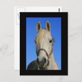 Postkarte des weißen Pferdes (Vorne/Hinten)