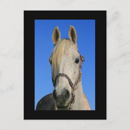 Postkarte des weißen Pferdes (Vorderseite)