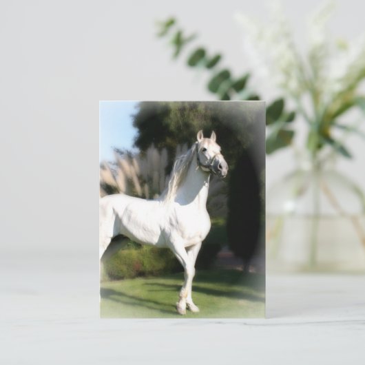 Postkarte des weißen Pferdes (Stehend Vorderseite)