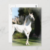 Postkarte des weißen Pferdes (Vorne/Hinten)