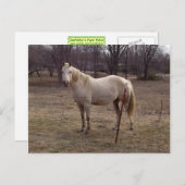 Postkarte des Weißen Pferdes (Vorne/Hinten)