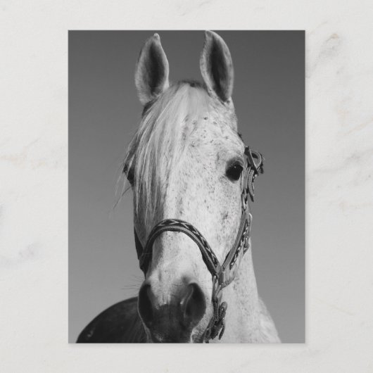 Postkarte des weißen Pferdes (Vorderseite)