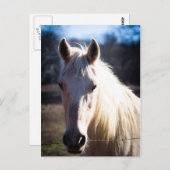 Postkarte des weißen Pferdes (Vorne/Hinten)