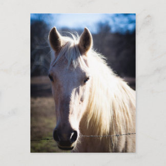 Postkarte des weißen Pferdes