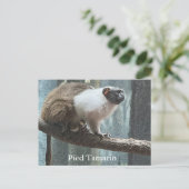 Postkarte des Weißfußtamarins (Stehend Vorderseite)