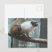 Postkarte des Weißfußtamarins (Vorne/Hinten)