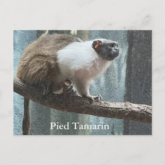 Postkarte des Weißfußtamarins (Vorderseite)
