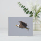 Postkarte des Weißkopfseeadler-9 (Stehend Vorderseite)