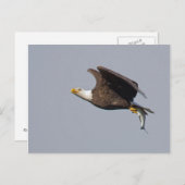 Postkarte des Weißkopfseeadler-9 (Vorne/Hinten)