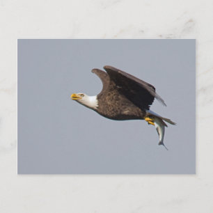 Postkarte des Weißkopfseeadler-9