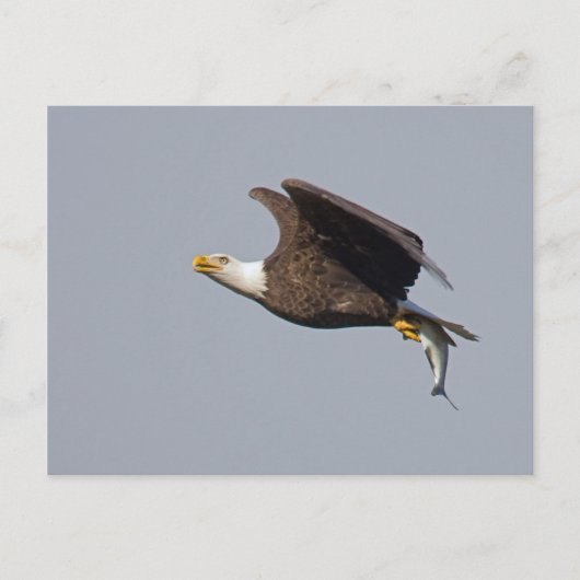 Postkarte des Weißkopfseeadler-9 (Vorderseite)
