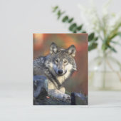 Postkarte des wilden Wolfs (Stehend Vorderseite)