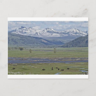 Postkarte des Yellowstone-Nationalparks