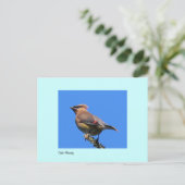 Postkarte des Zedar Waxwing (Stehend Vorderseite)