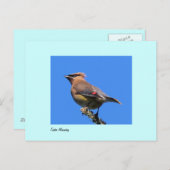 Postkarte des Zedar Waxwing (Vorne/Hinten)