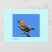 Postkarte des Zedar Waxwing (Vorderseite)