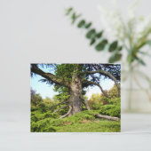 Postkarte des Zedernbaums im Libanon (Stehend Vorderseite)