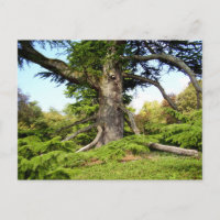 Postkarte des Zedernbaums im Libanon