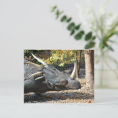 Postkarte _ Dinosaurier _ Triceratops (Stehend Vorderseite)