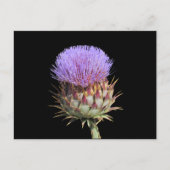 Postkarte - Distel (Vorderseite)
