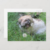 Postkarte "Dog Day Dreams" (Vorne/Hinten)
