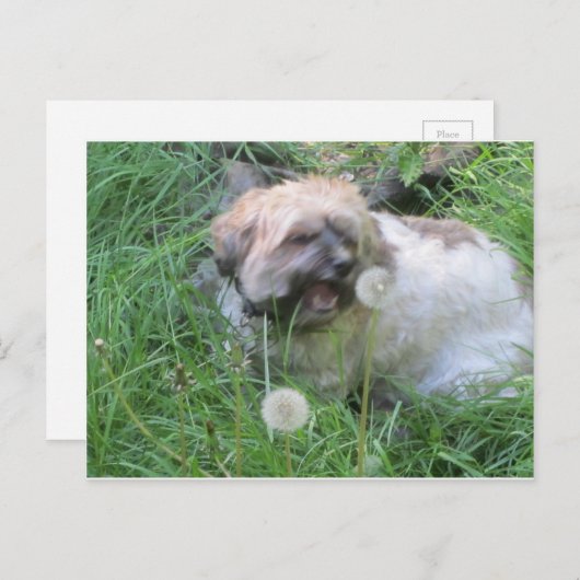 Postkarte "Dog Day Dreams" (Vorne/Hinten)