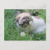 Postkarte "Dog Day Dreams" (Vorderseite)
